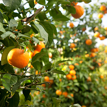 Lovely Orange trees to enjoy