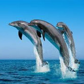 Take a whale watching and dolphin spotting boat tour with OCEANO