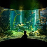 Visit the largest marine aquarium in Wales, Anglesey Sea Zoo