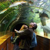 Lakes Aquarium, explore the lakes of the world and discover incredible creatures.