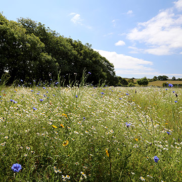 Wild meadow