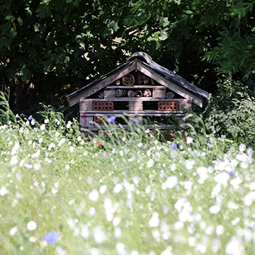 Insect House