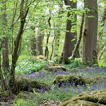 Bluebell woods