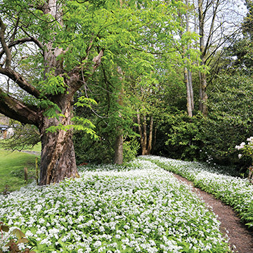 Walk through the clusters of Wild-garlic