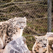 South Lakes Safari Zoo