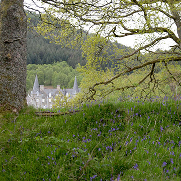 See the bluebells in the woodlands